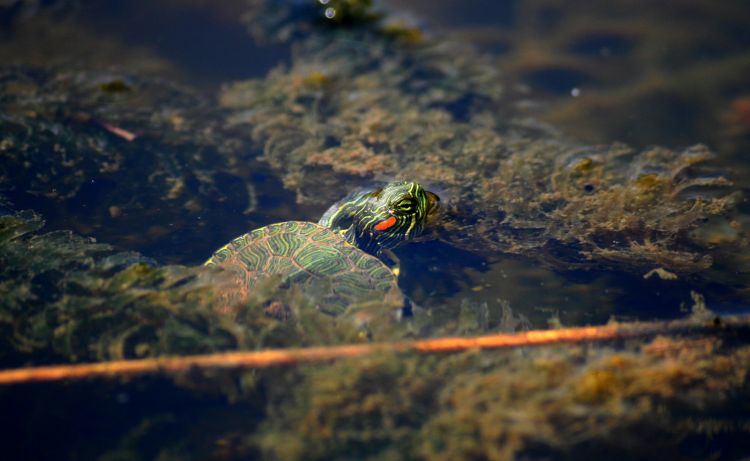 Fonds d'cran Animaux Tortues Wallpaper N377974