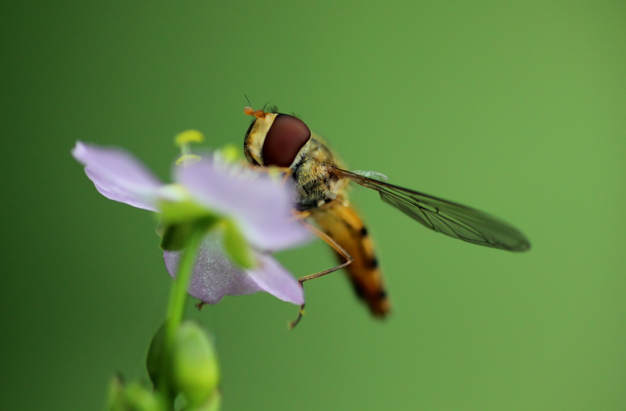 Wallpapers Animals Insectes - Hoverflies 