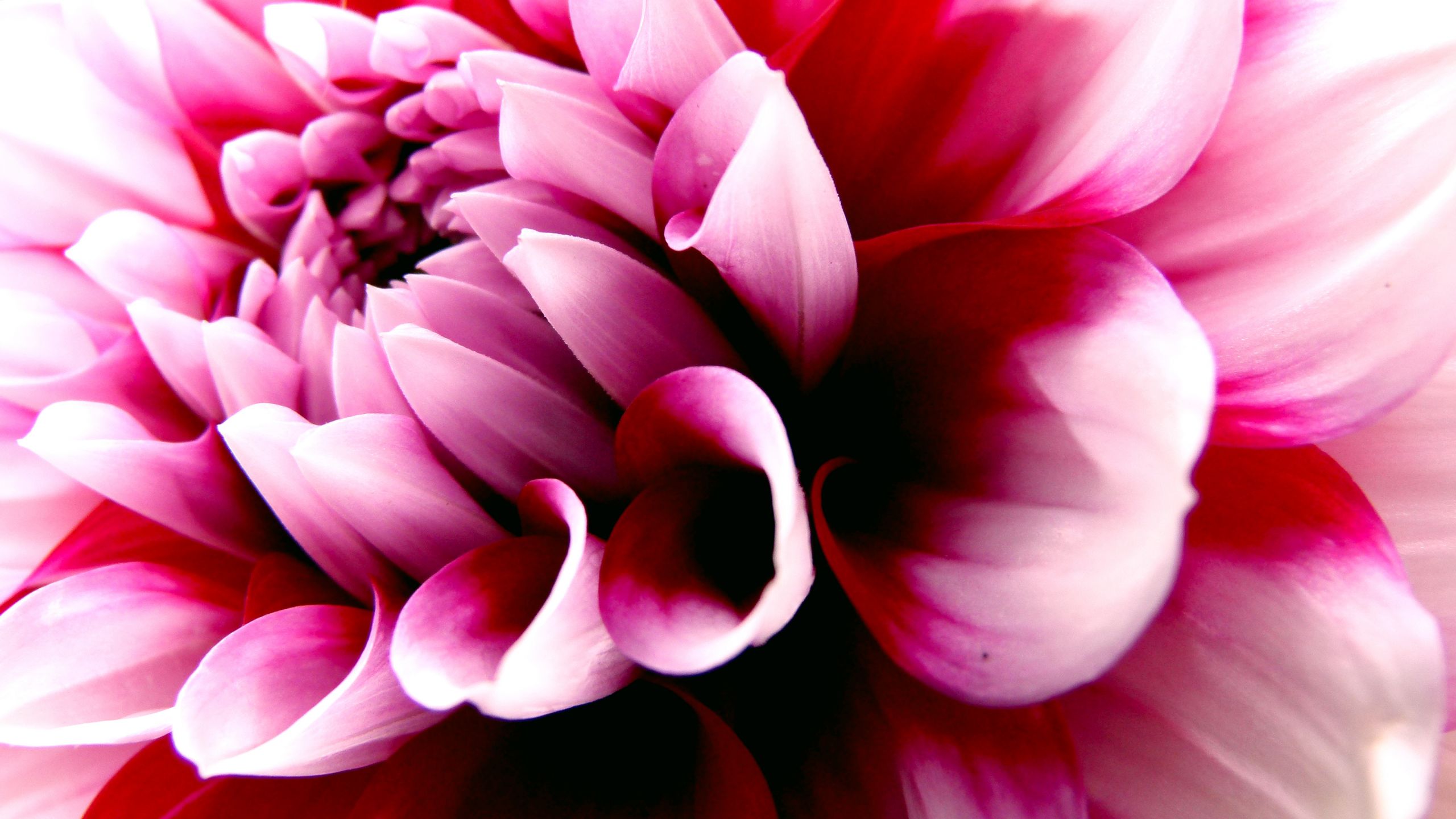 Wallpapers Nature Flowers La vie en rose