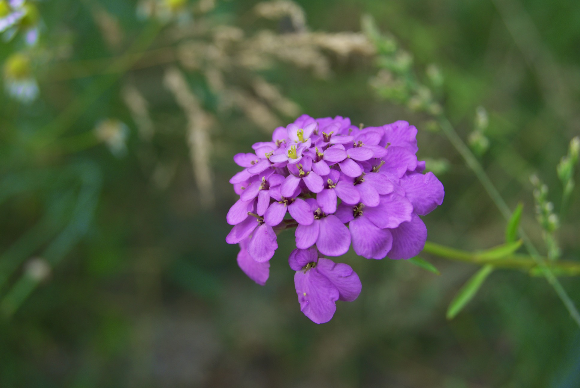 Wallpapers Nature Flowers 