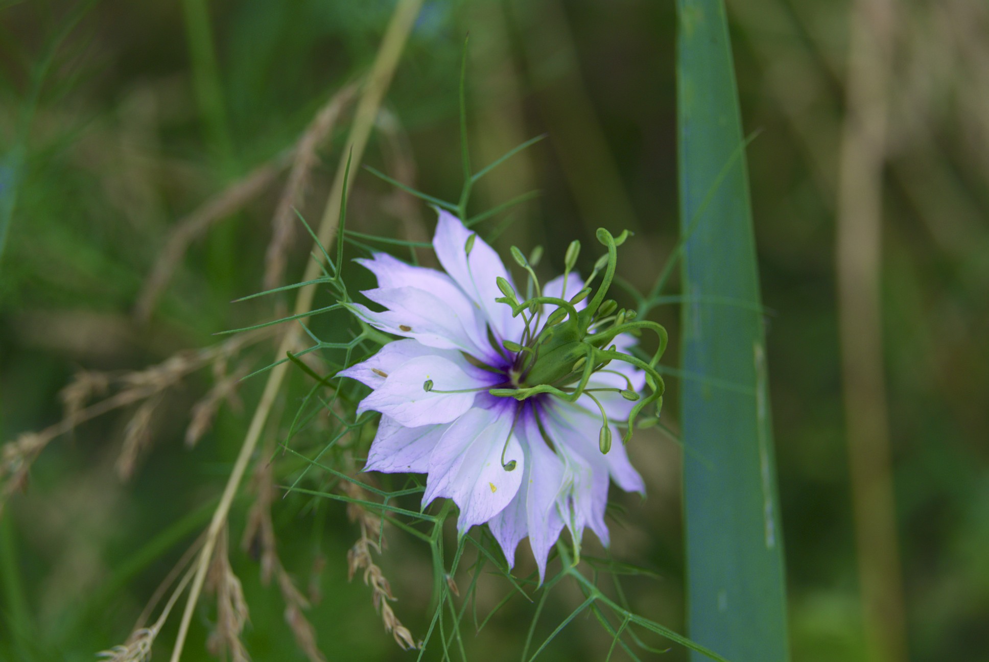 Wallpapers Nature Flowers 