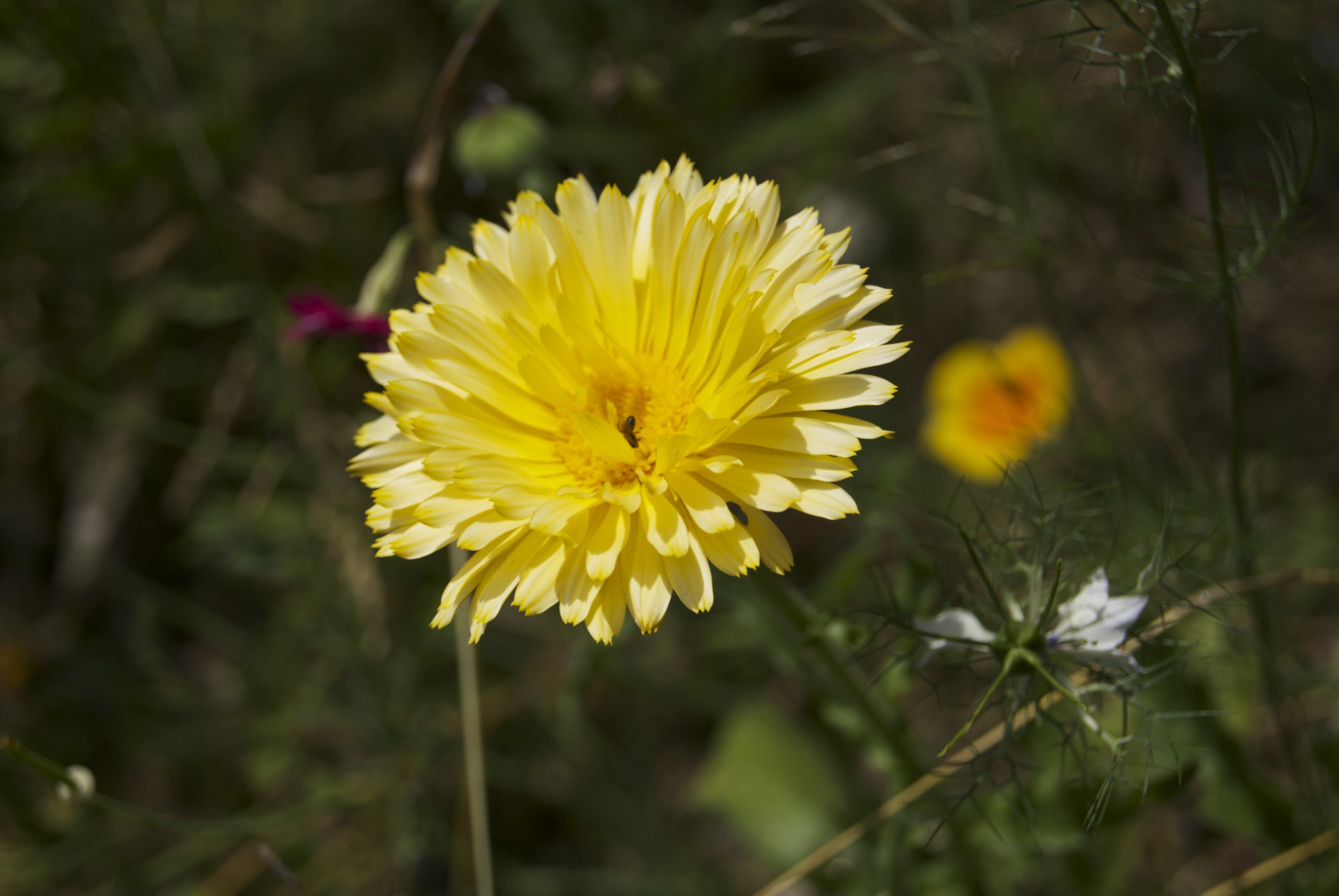 Wallpapers Nature Flowers 