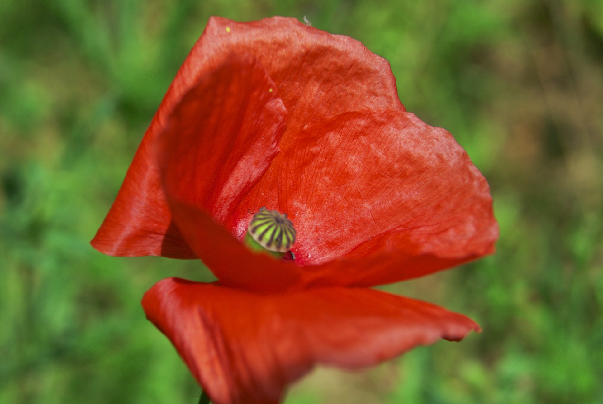 Wallpapers Nature Flowers 