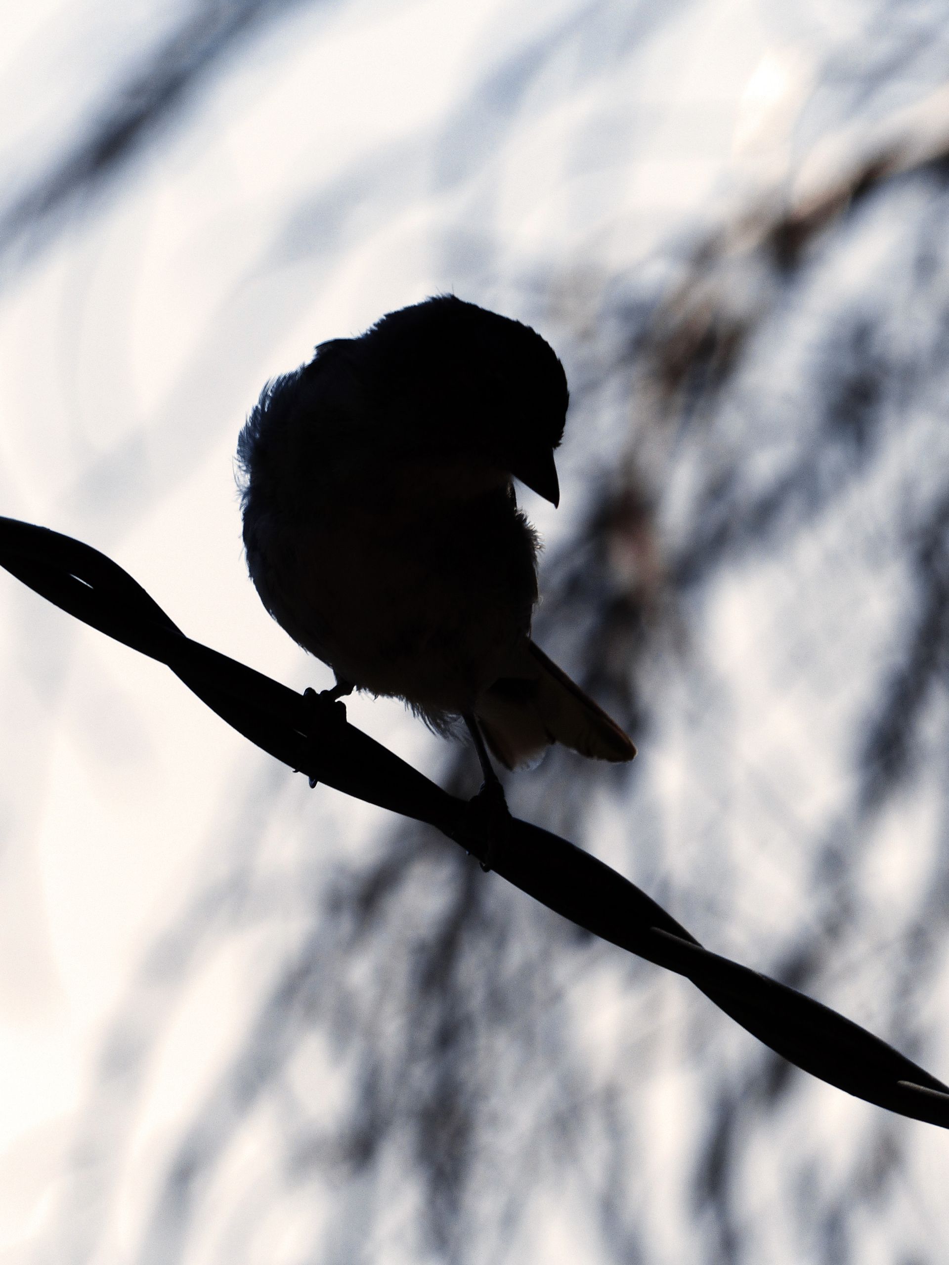 Fonds d'cran Animaux Oiseaux - Moineaux Clair-obscur 