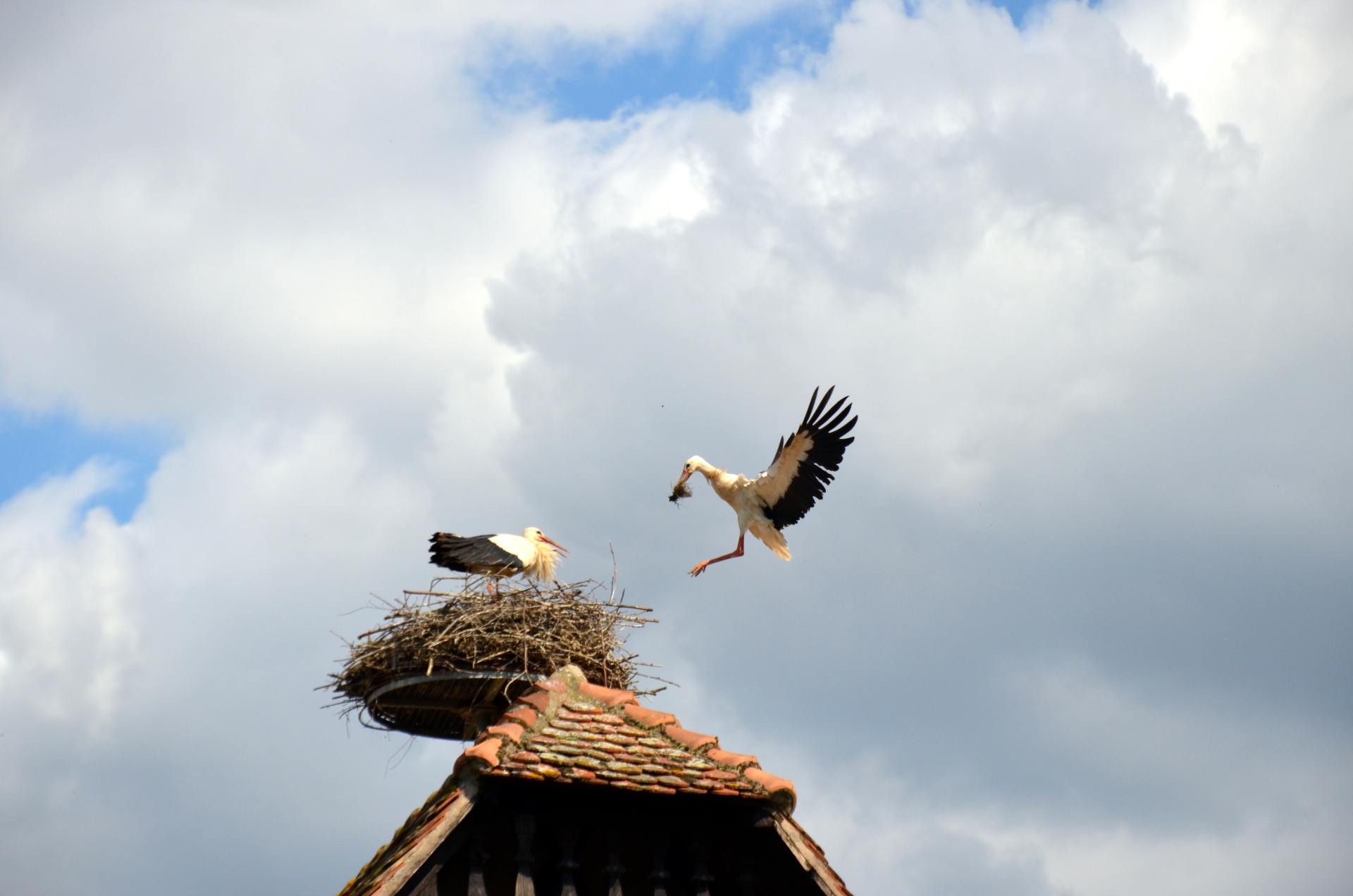 Fonds d'cran Animaux Oiseaux - Cigognes 