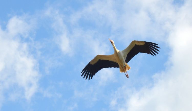 Wallpapers Animals Birds - Storks Wallpaper N378004