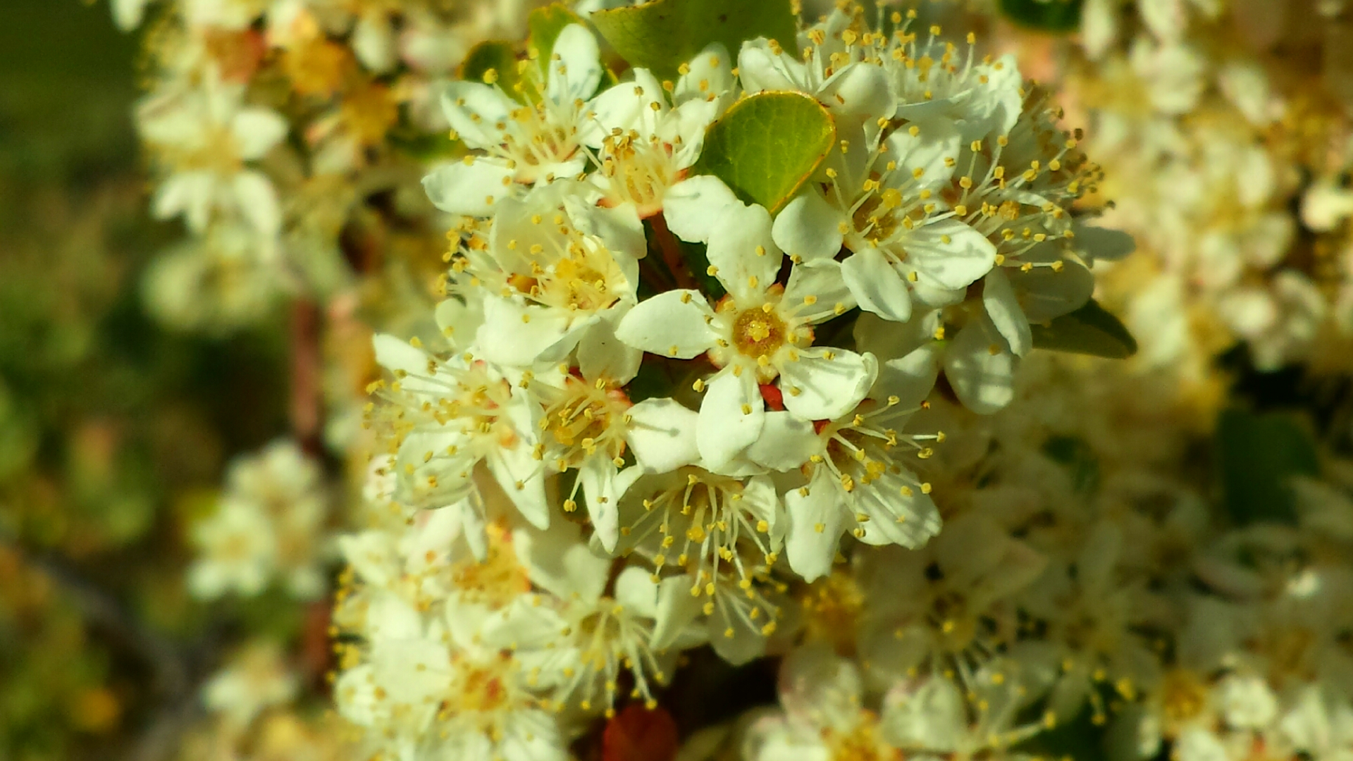 Wallpapers Nature Flowers 