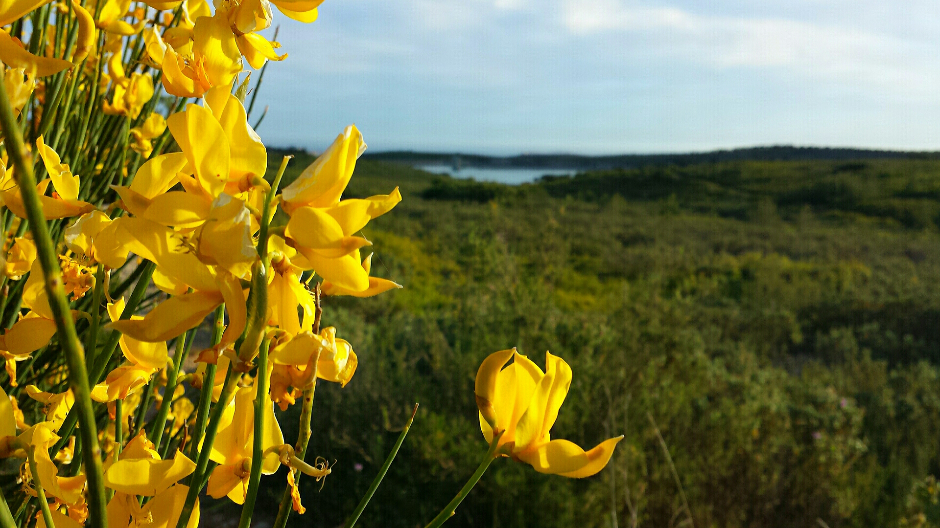 Fonds d'cran Nature Fleurs 