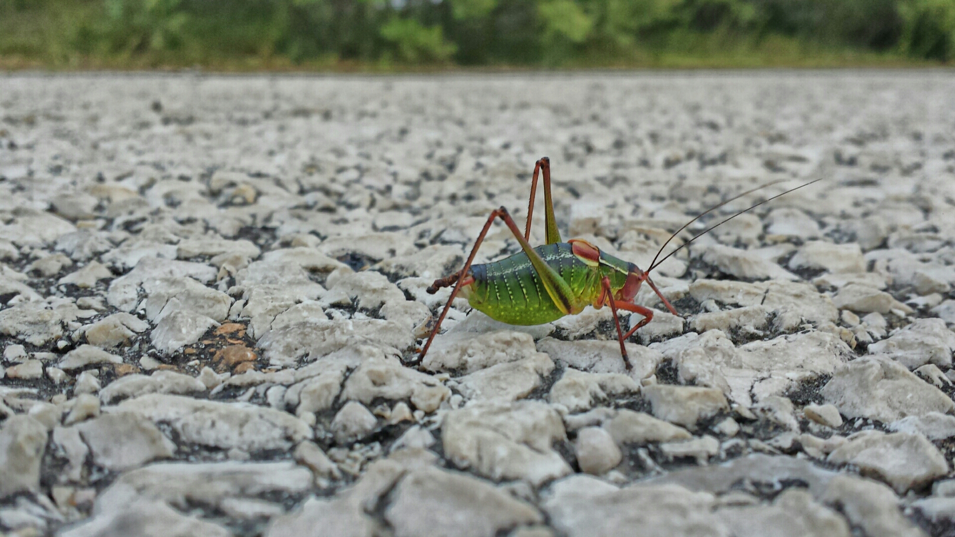 Wallpapers Animals Insects - Cicadas 