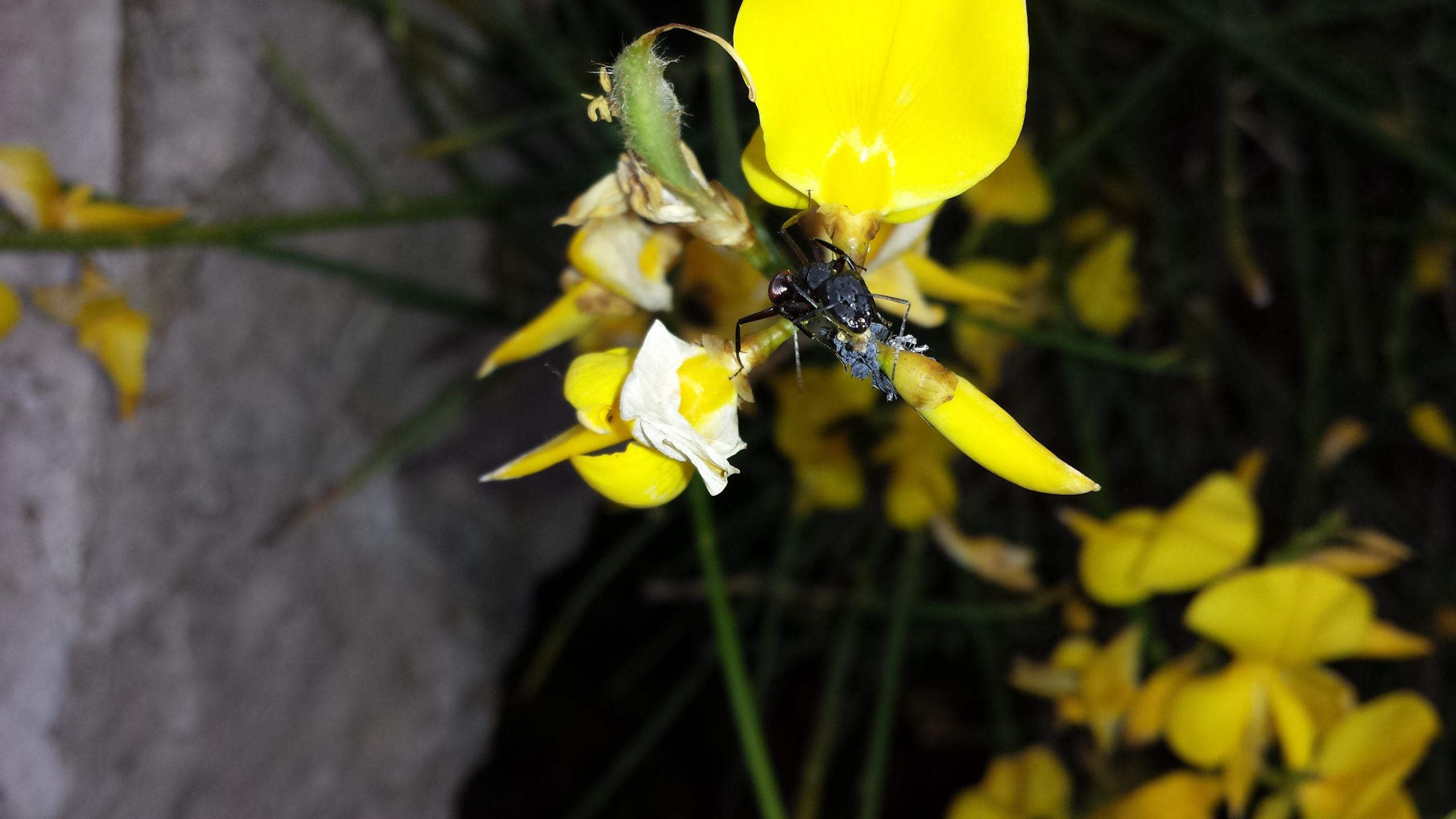 Fonds d'cran Animaux Insectes - Divers 