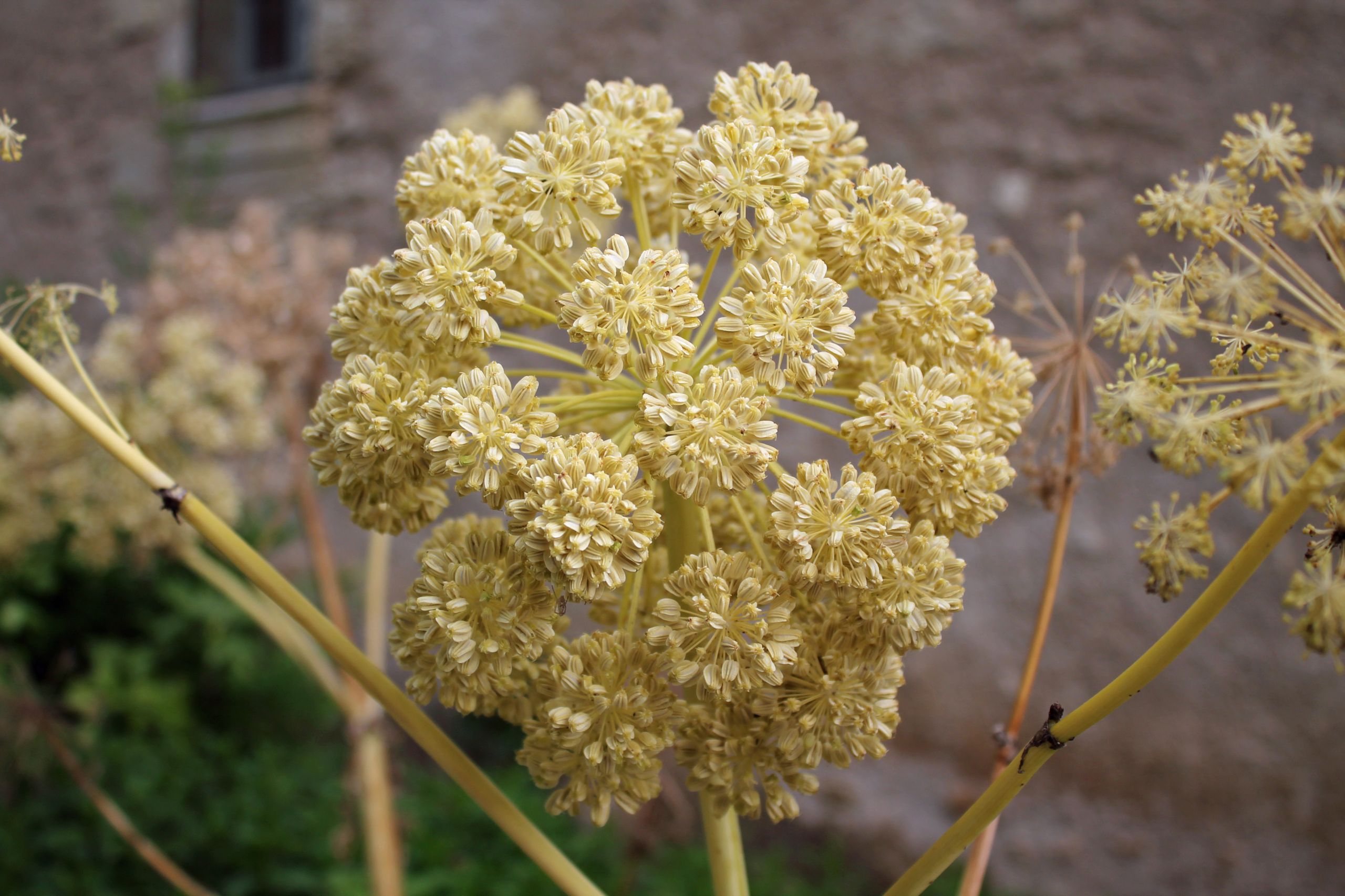 Fonds d'cran Nature Fleurs 