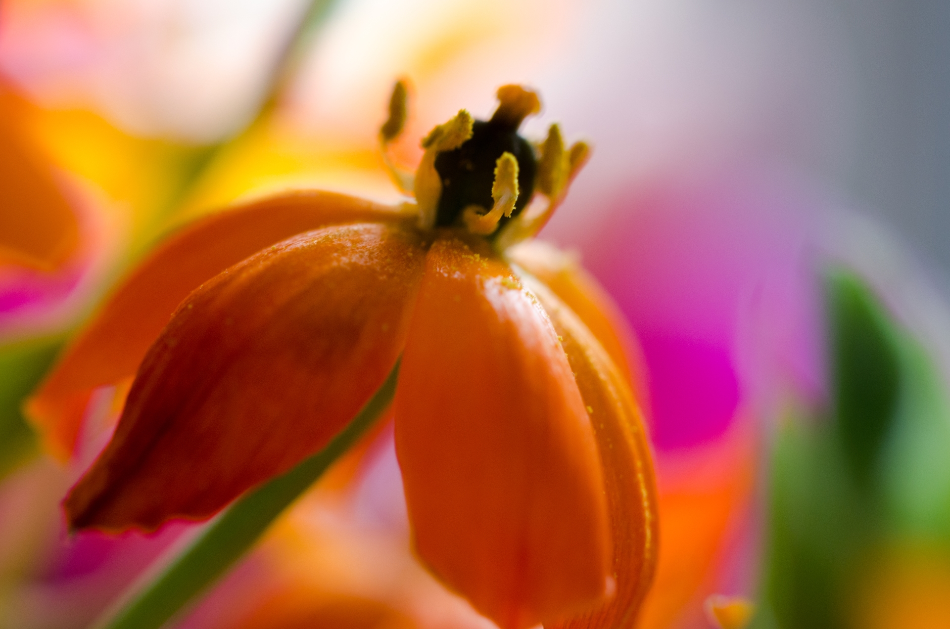 Fonds d'cran Nature Fleurs 