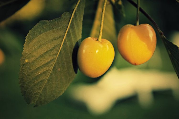 Fonds d'cran Nature Fruits cerises