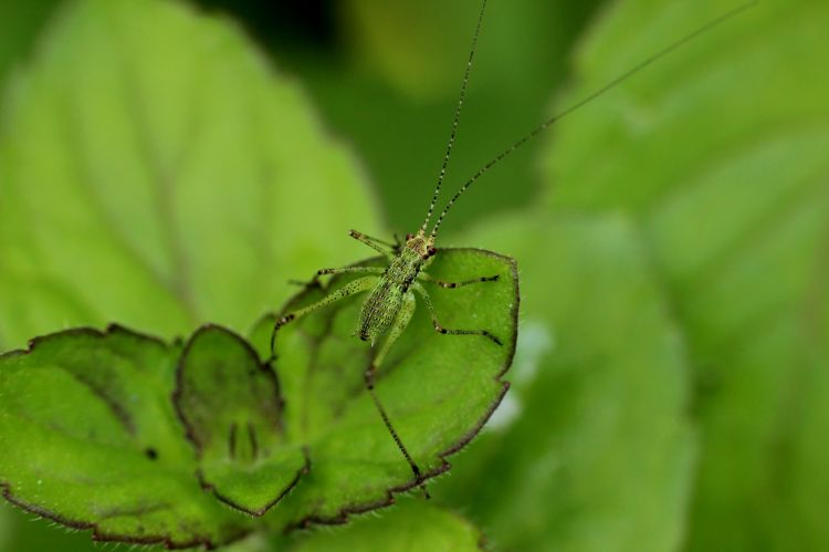 Fonds d'cran Animaux Insectes - Sauterelles et Criquets Phaneroptera nana bb