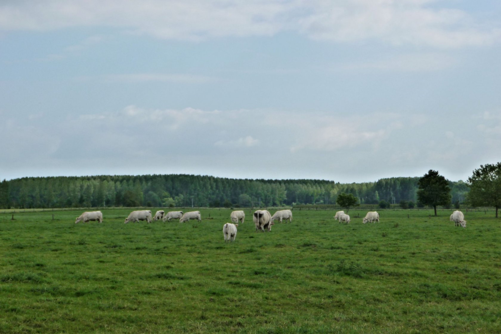 Fonds d'cran Nature Champs - Prairies Valle de la Marque