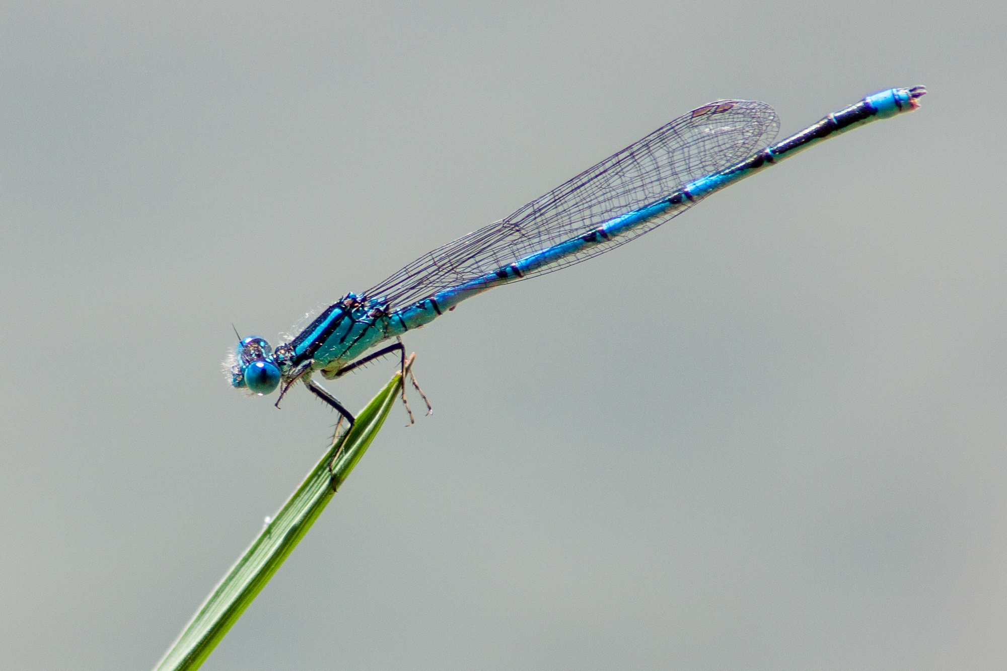 Fonds d'cran Animaux Insectes - Libellules demoiselle bleue