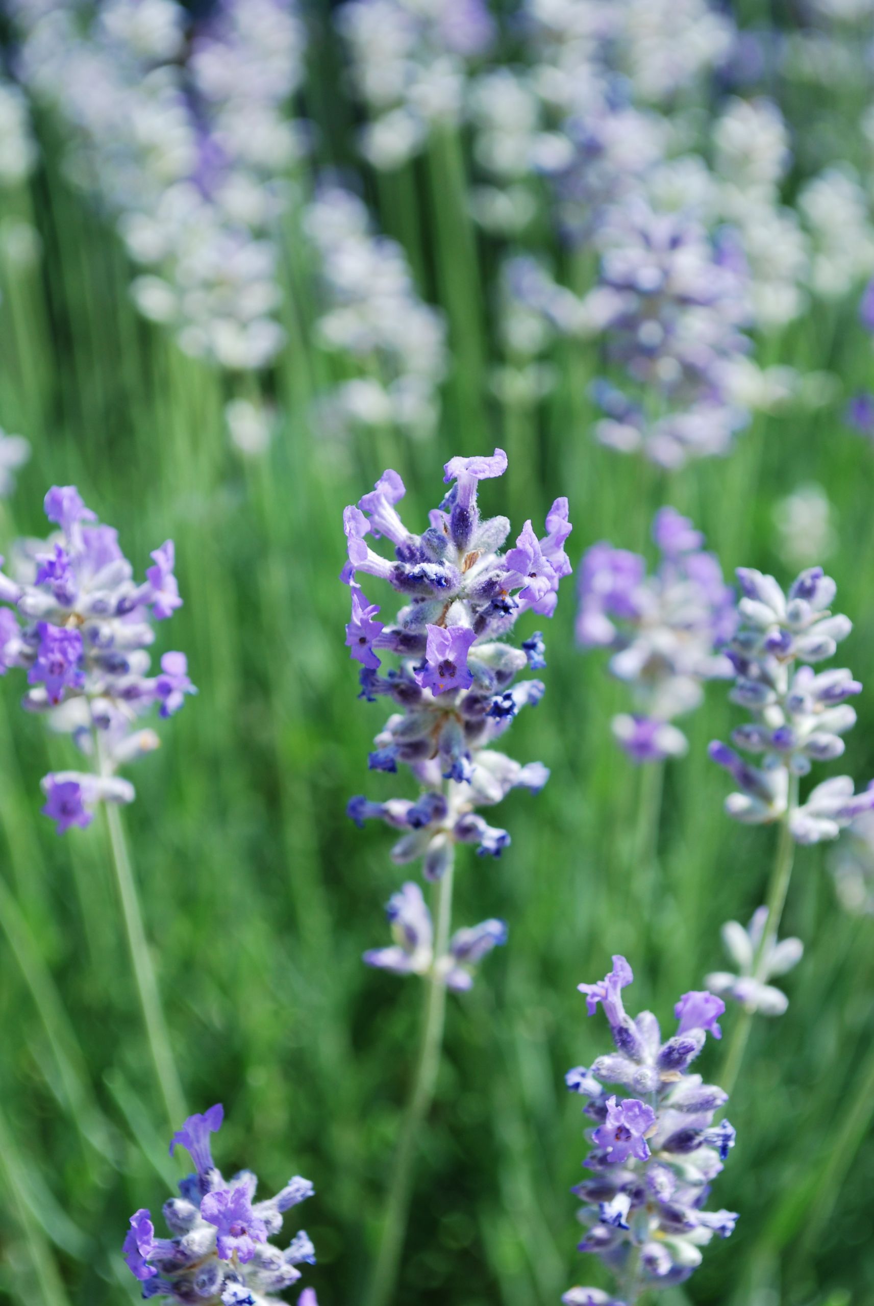 Fonds d'cran Nature Fleurs Abeilles