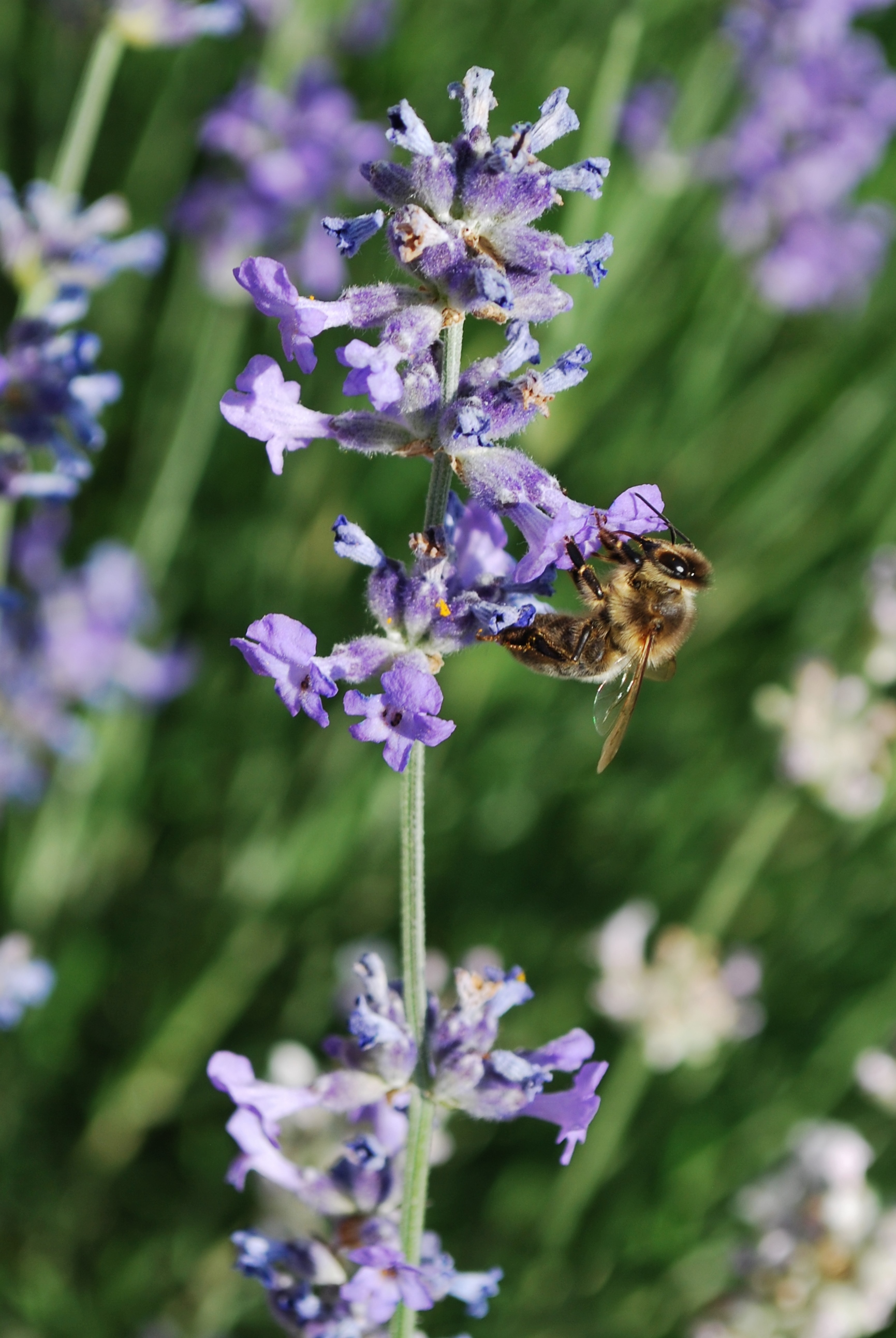 Fonds d'cran Animaux Insectes - Abeilles Gupes ... Abeilles