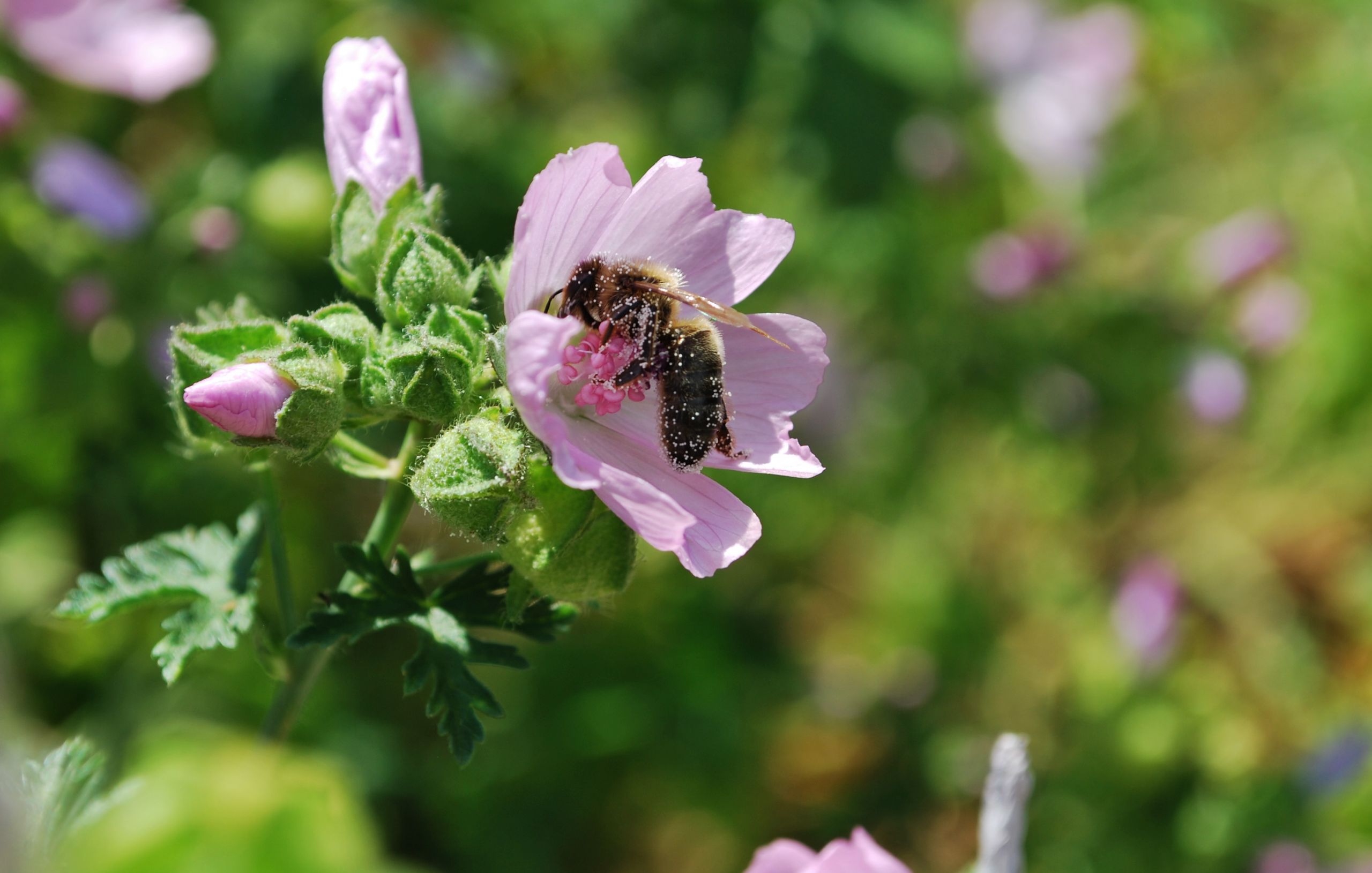 Fonds d'cran Animaux Insectes - Abeilles Gupes ... Abeilles