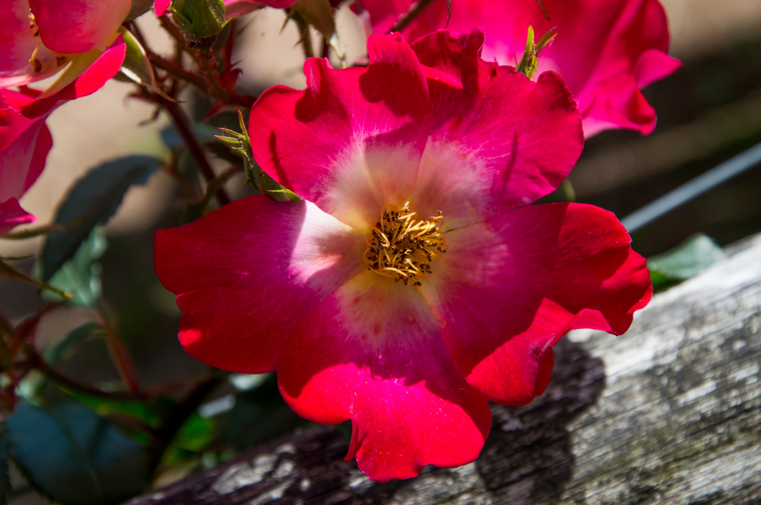 Fonds d'cran Nature Fleurs 