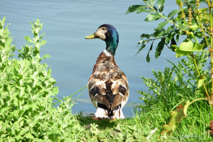 Fonds d'cran Animaux Oiseaux - Canards Valle de la Marque