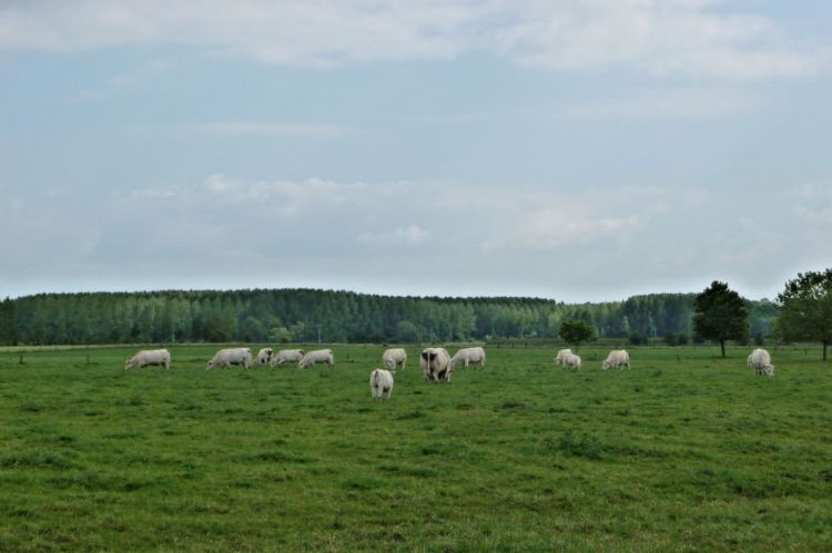 Fonds d'cran Nature Champs - Prairies Valle de la Marque