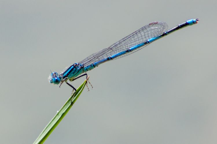 Fonds d'cran Animaux Insectes - Libellules demoiselle bleue