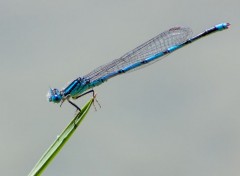  Animaux demoiselle bleue