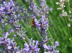  Animaux Abeilles