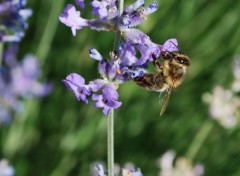  Animaux Abeilles