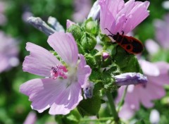  Animaux Abeilles