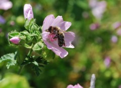  Animaux Abeilles