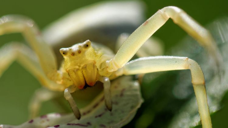 Fonds d'cran Animaux Araignes face à face