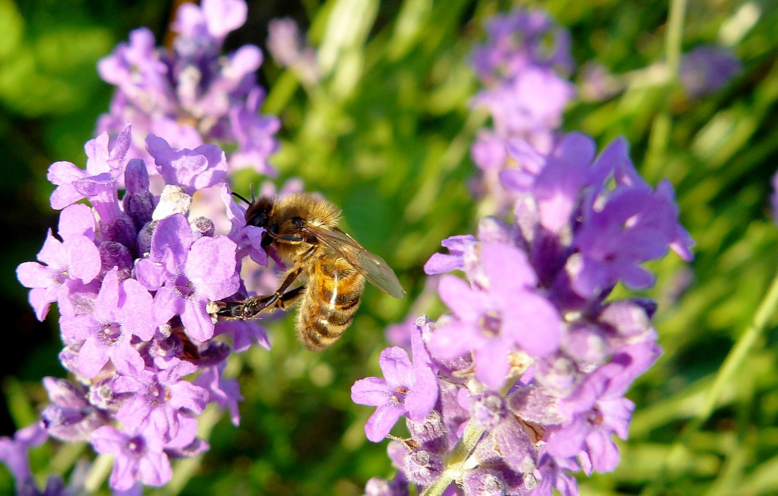 Fonds d'cran Animaux Insectes - Abeilles Gupes ... Abeilles et bourdons sur fleurs de lavande