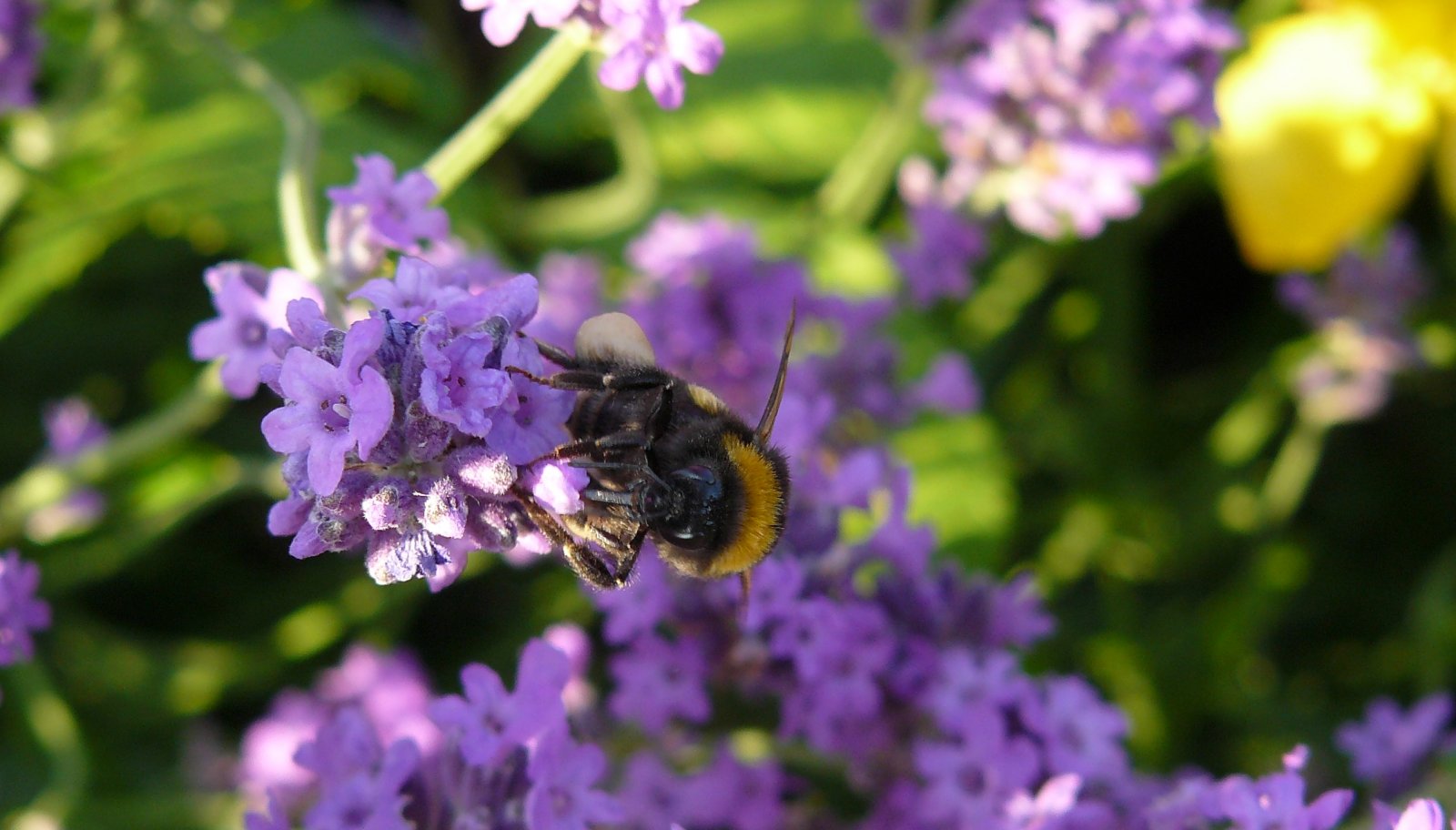 Fonds d'cran Animaux Insectes - Abeilles Gupes ... Abeilles et bourdons sur fleurs de lavande