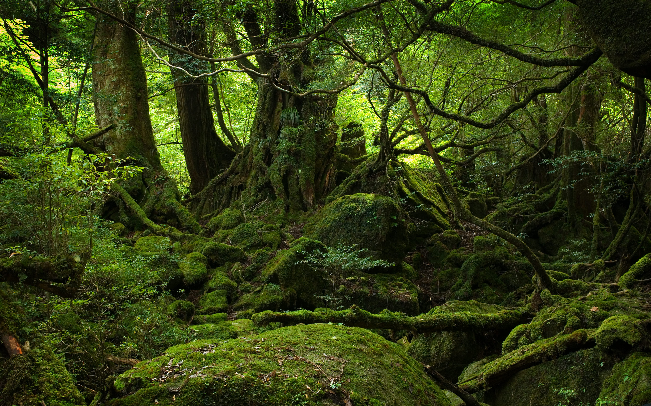 Fonds d'cran Nature Arbres - Forts 