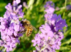  Animaux Abeilles et bourdons sur fleurs de lavande