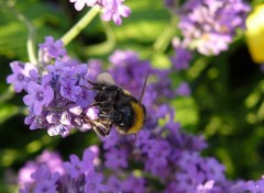  Animaux Abeilles et bourdons sur fleurs de lavande