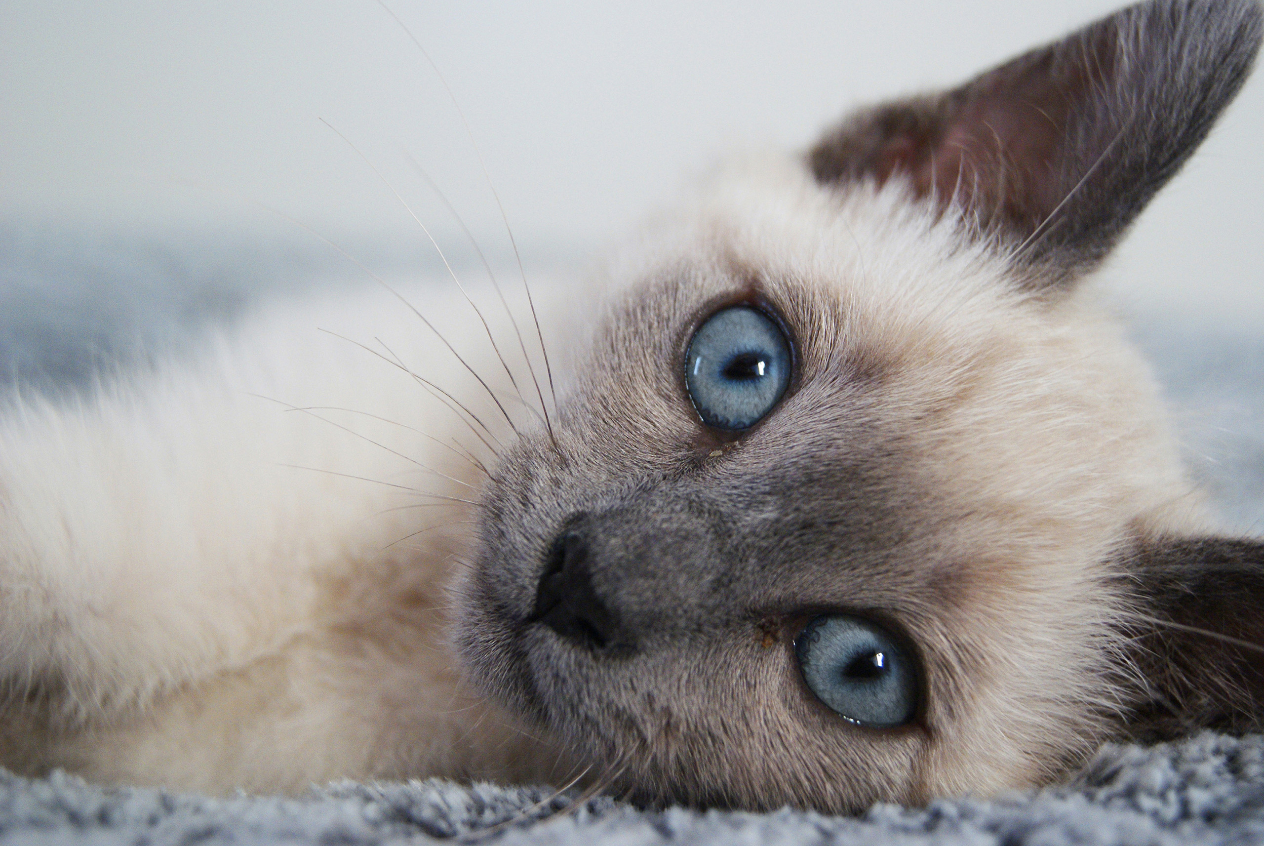 Fonds d'cran Animaux Chats - Chatons Bonny - White blue eye