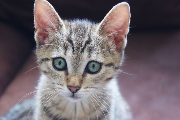 Fonds d'cran Animaux Chats - Chatons Mia - tiger cat