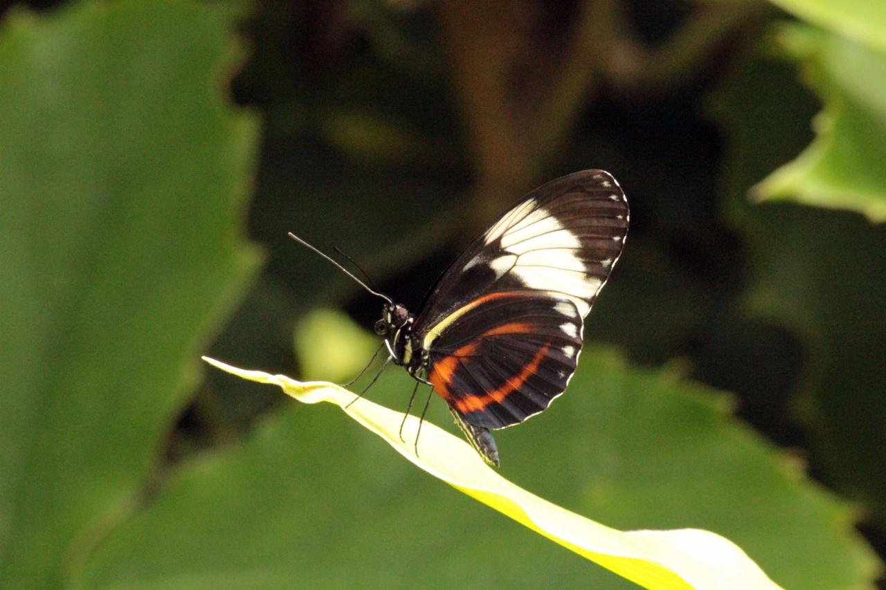 Fonds d'cran Animaux Insectes - Papillons 