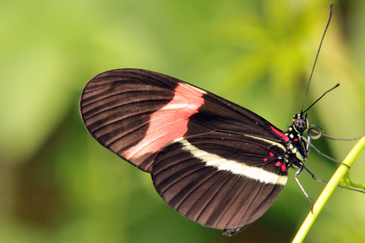 Wallpapers Animals Insects - Butterflies 