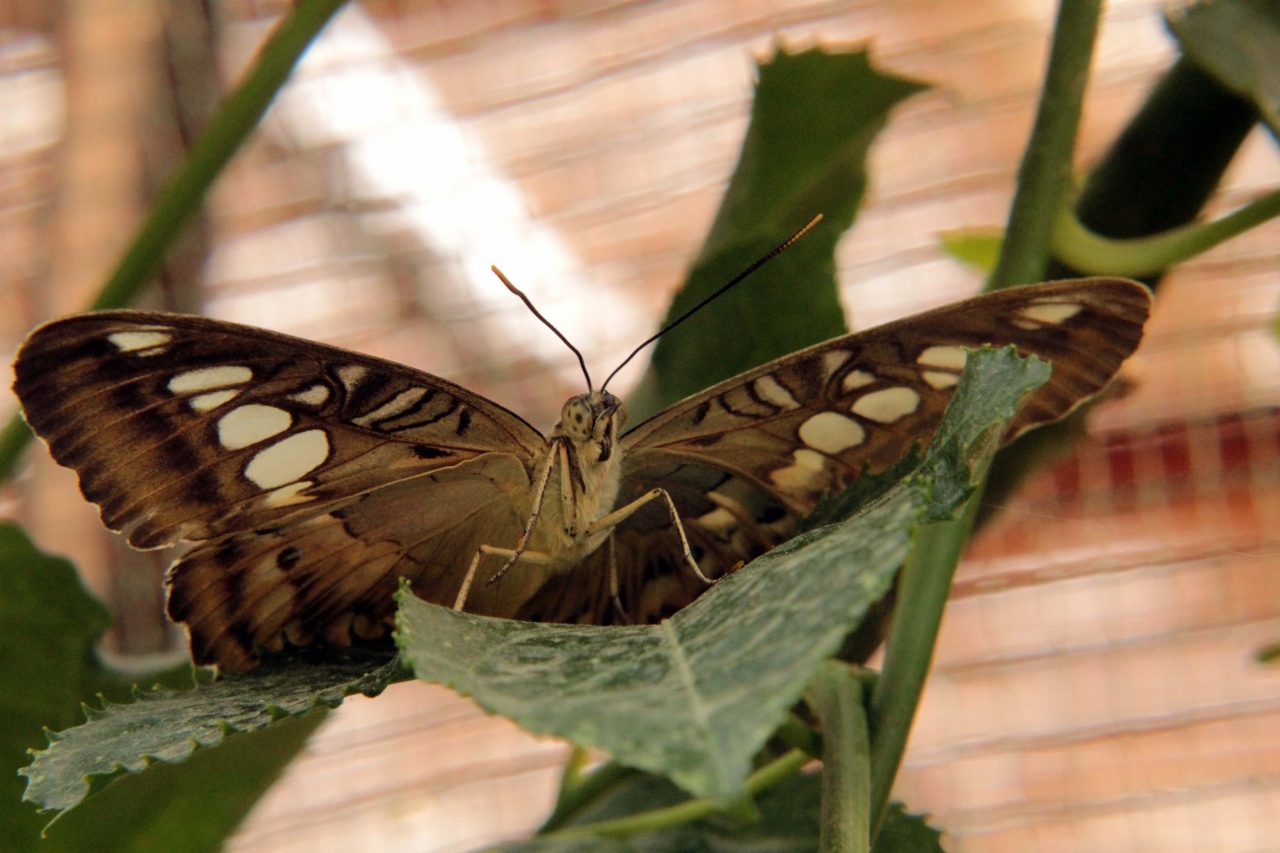 Wallpapers Animals Insects - Butterflies 