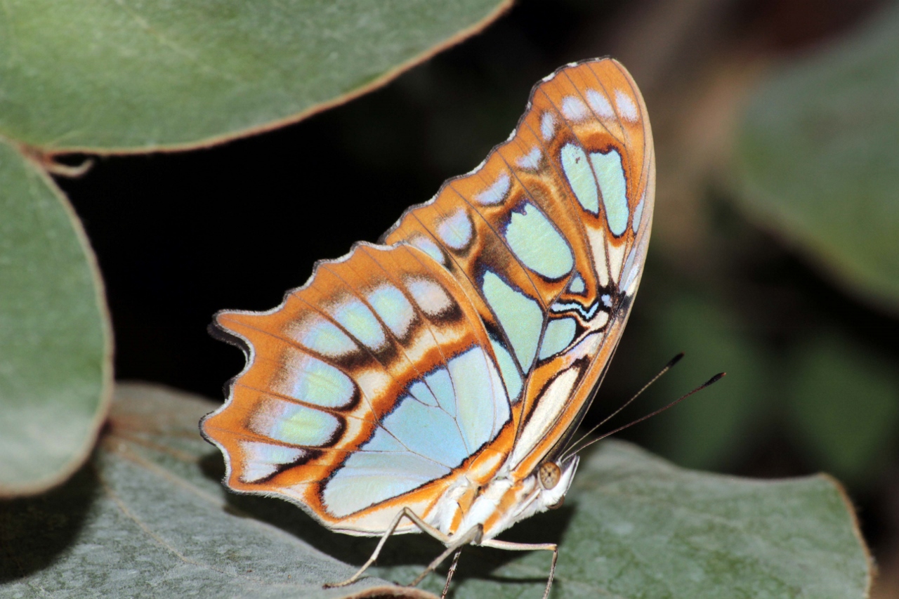 Fonds d'cran Animaux Insectes - Papillons 