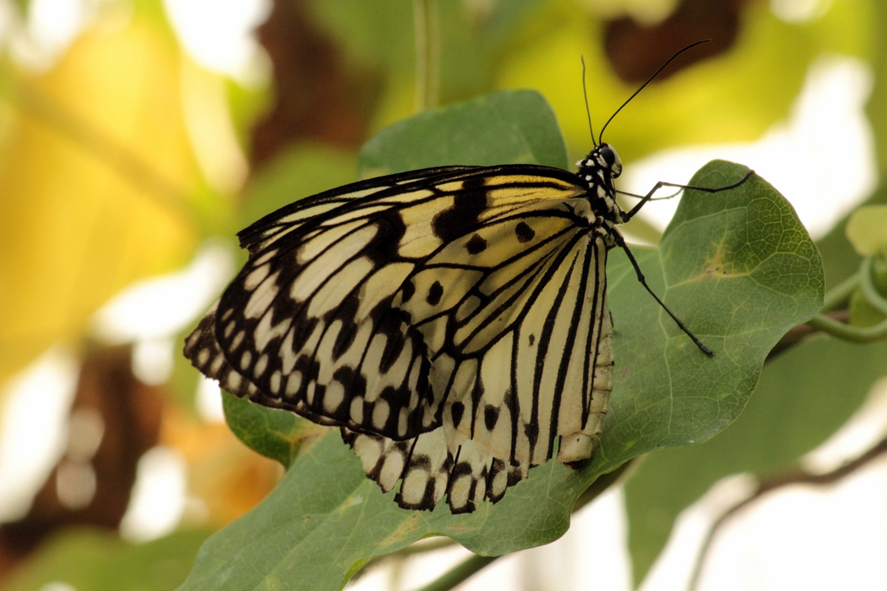 Fonds d'cran Animaux Insectes - Papillons 