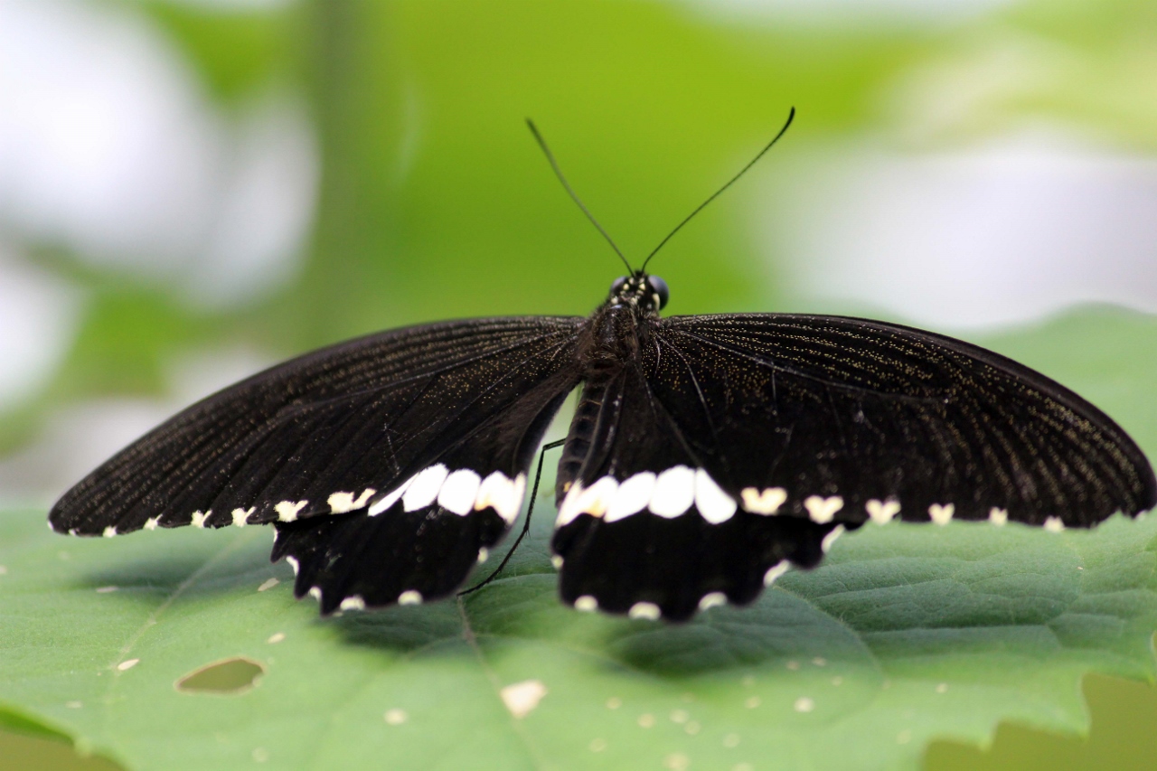 Wallpapers Animals Insects - Butterflies 