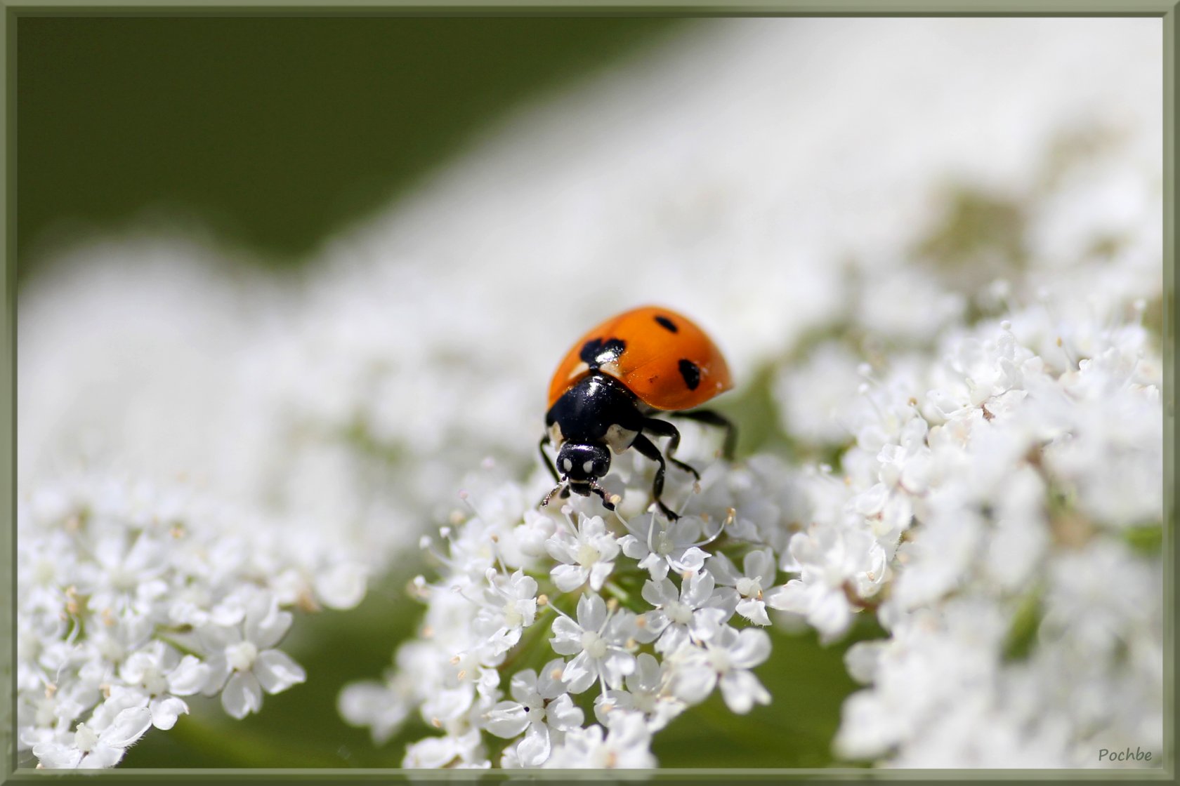 Wallpapers Animals Insects - Ladybugs 