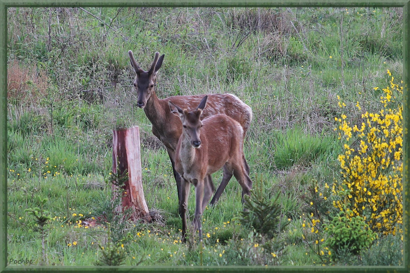 Wallpapers Animals Cervids 