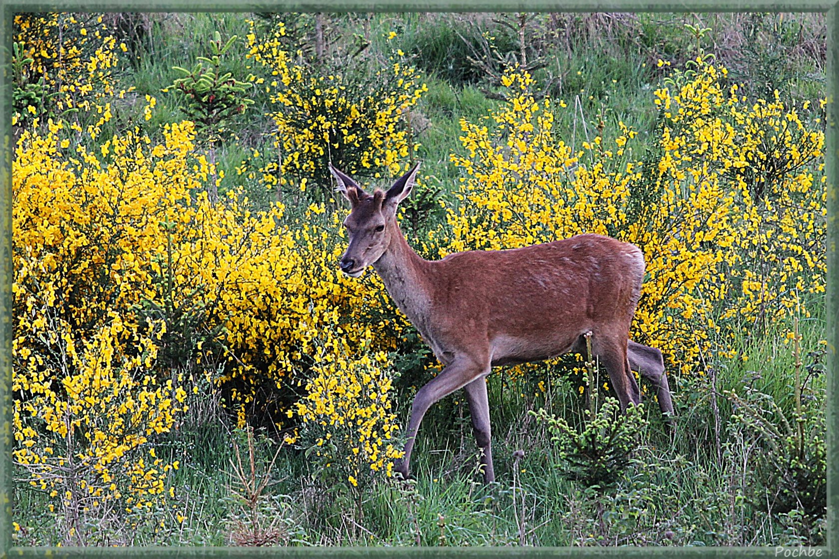 Wallpapers Animals Cervids 