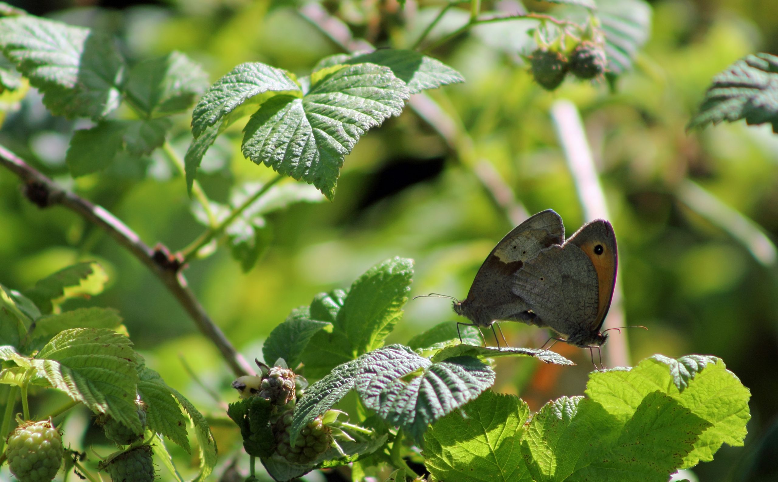 Fonds d'cran Animaux Insectes - Papillons 